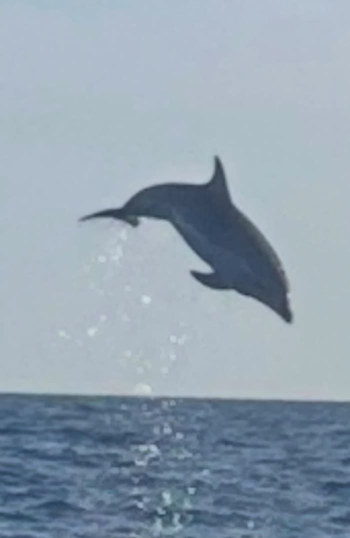 Dolphin watching tour from Poreč: Sea safari at sunset with drinks, private Boat