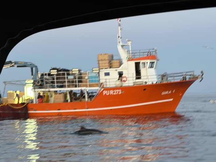 Dolphin watching tour from Poreč: Sea safari at sunset with drinks, private Boat
