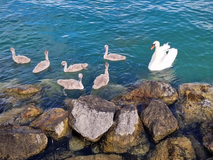 Natuur- en ontdekkingscruise – 2 uur langs de oevers van het meer van Neuchâtel richting de Grande Cariçaie