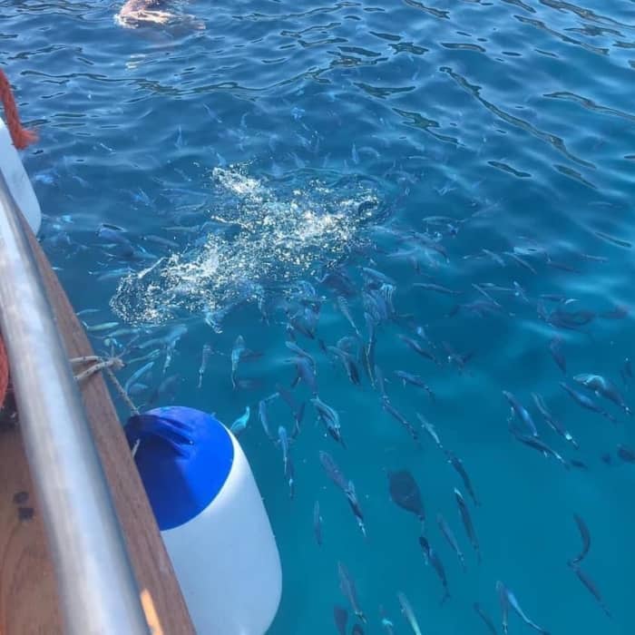 Treasures of the Gulf: A Full Day of Secret Caves, Historic Tuna Fishing and the Infinite Blue