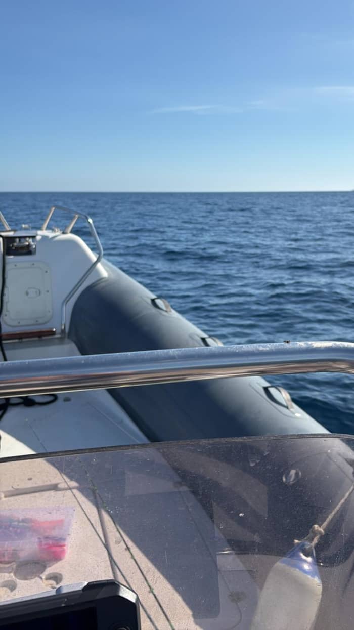 Viagem de observação de golfinhos!