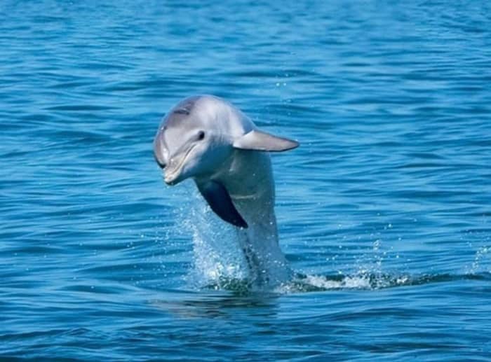 Delfin-Sonnenuntergangstour: Aperitif und Schnorcheln vor der Insel Figarolo