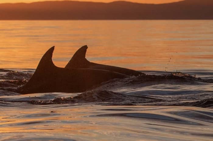 Delfin-Sonnenuntergangstour: Aperitif und Schnorcheln vor der Insel Figarolo