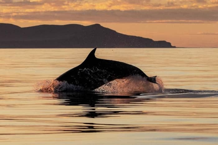 Delfin-Sonnenuntergangstour: Aperitif und Schnorcheln vor der Insel Figarolo