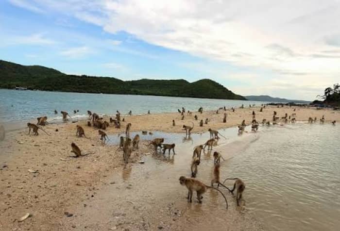 De l'île aux singes aux plages isolées – des vacances sur trois îles.