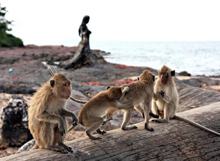 De l'île aux singes aux plages isolées – des vacances sur trois îles.