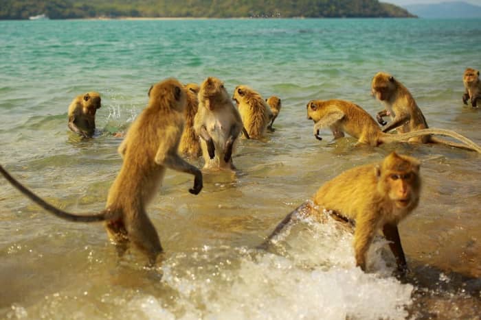 Ontsnapping naar Monkey Island per boot