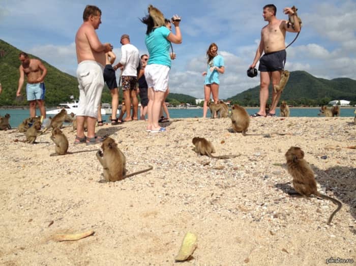 Évasion sur l'île aux singes – Expérience en yacht privé