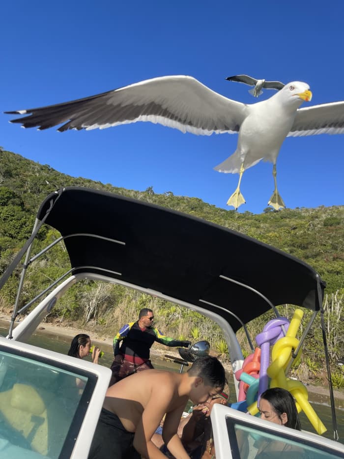 Seu dia em Armação dos Búzios: Alugue uma lancha para 9h de descoberta