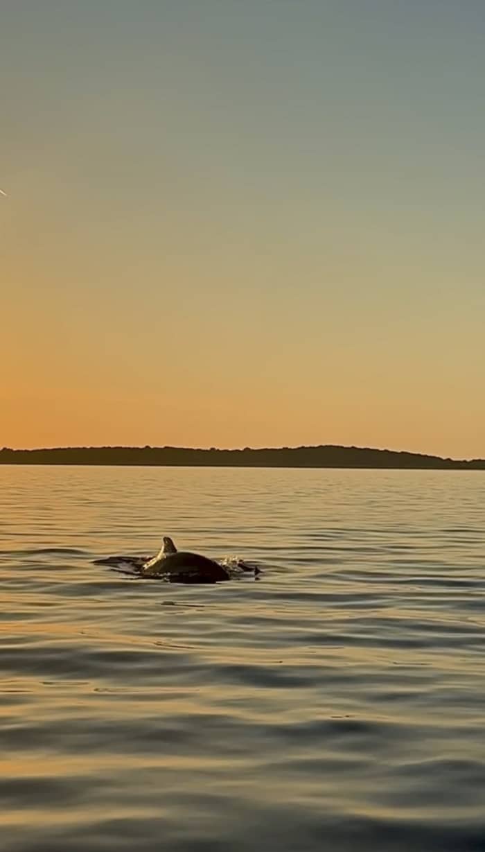 DOLPHIN WATCHING SUNSET PRIVATE BOAT TOUR FROM PULA