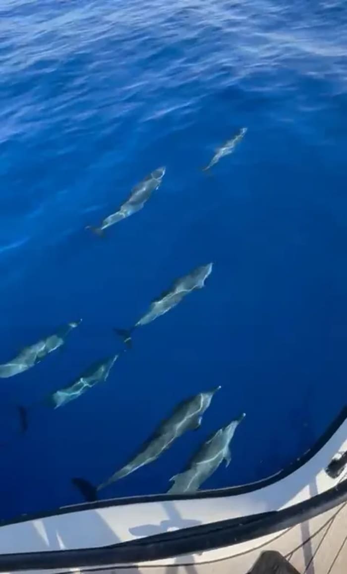 Observação de Golfinhos em Altea – Passeio de Barco Privado de 2h