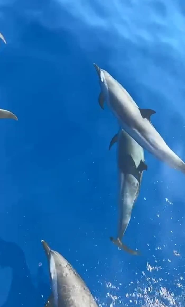Observação de Golfinhos em Altea – Passeio de Barco Privado de 2h
