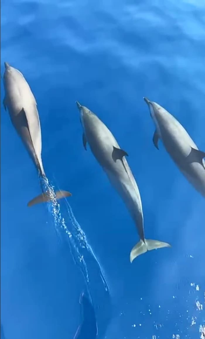 Observação de Golfinhos em Altea – Passeio de Barco Privado de 2h
