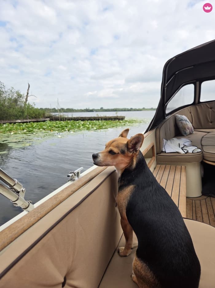 Boat trip around the Loosdrecht Lakes/Hilversum Canal/the Vecht