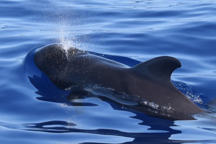 Scopri Madeira dall'oceano: una fuga di 2 ore e 30 minuti