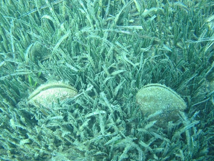Ciesz się słońcem podczas 7-godzinnego rejsu łodzią w Banyuls-sur-Mer
