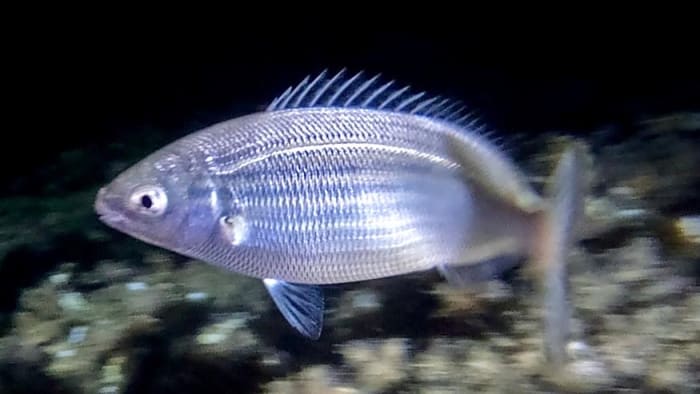 Snorkeling de nuit au large de Cannes – Une immersion nocturne unique