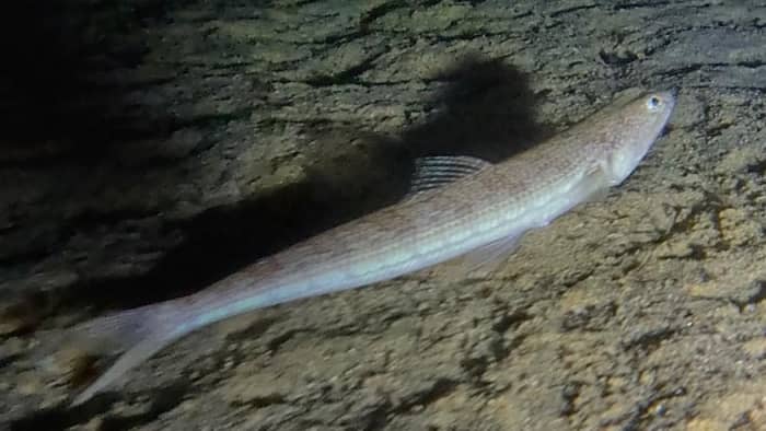 Snorkeling de nuit au large de Cannes – Une immersion nocturne unique