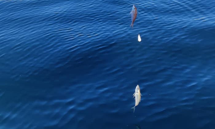 Excursion de pêche privée de 3 heures au départ de Kotor avec un capitaine local