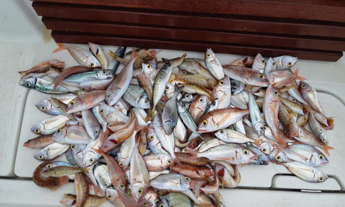 Excursion de pêche privée de 3 heures au départ de Kotor avec un capitaine local