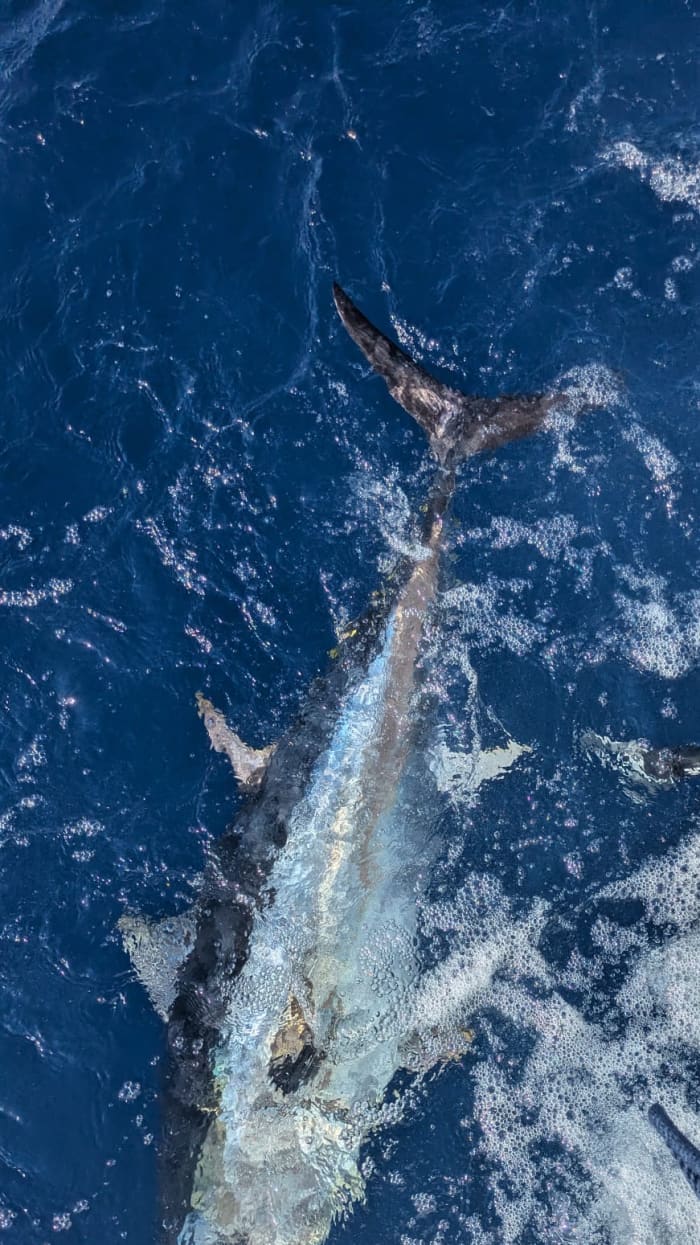 peche au gros