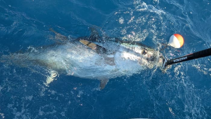 peche au gros