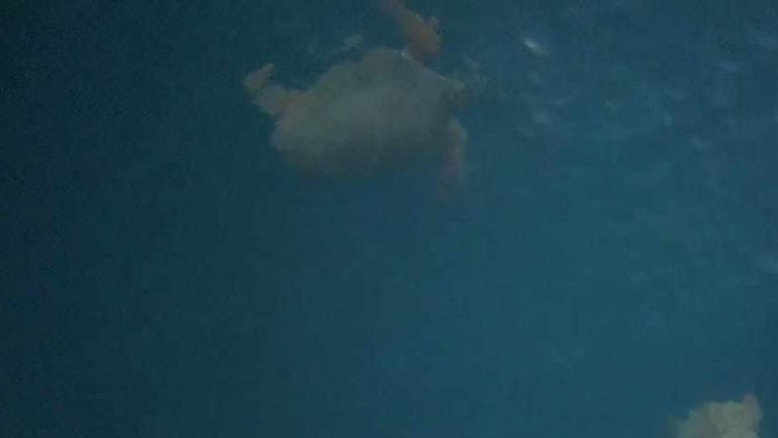 Southern Zakynthos Cruise - Caretta Caretta Turtle Watching