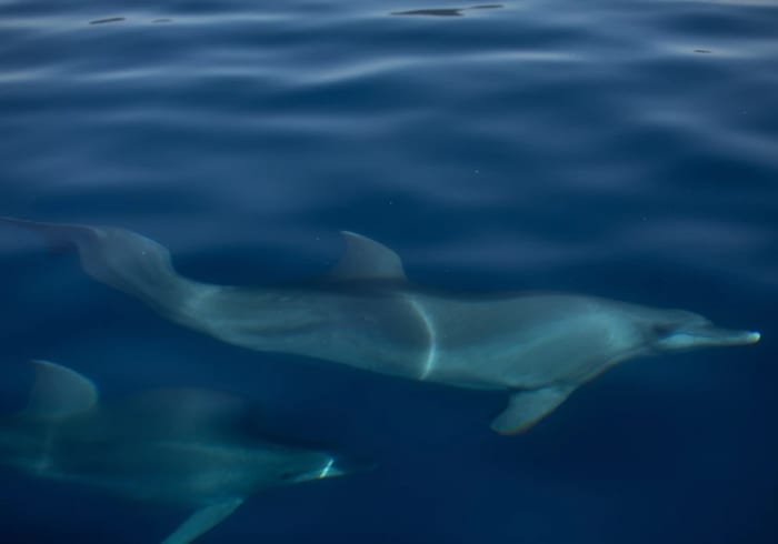Half Day Pula Sailing Tour