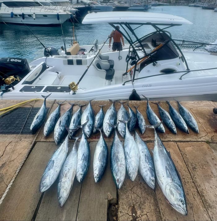 Pesca de atum-rabilho