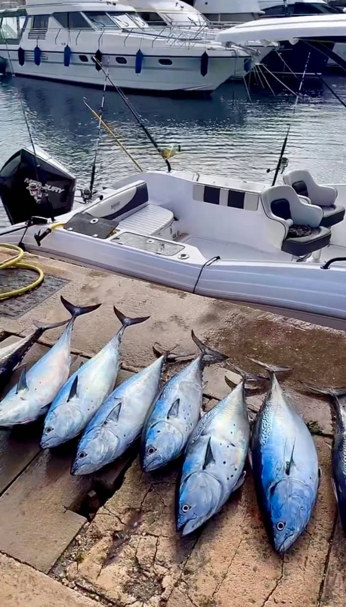 Pesca de atum-rabilho