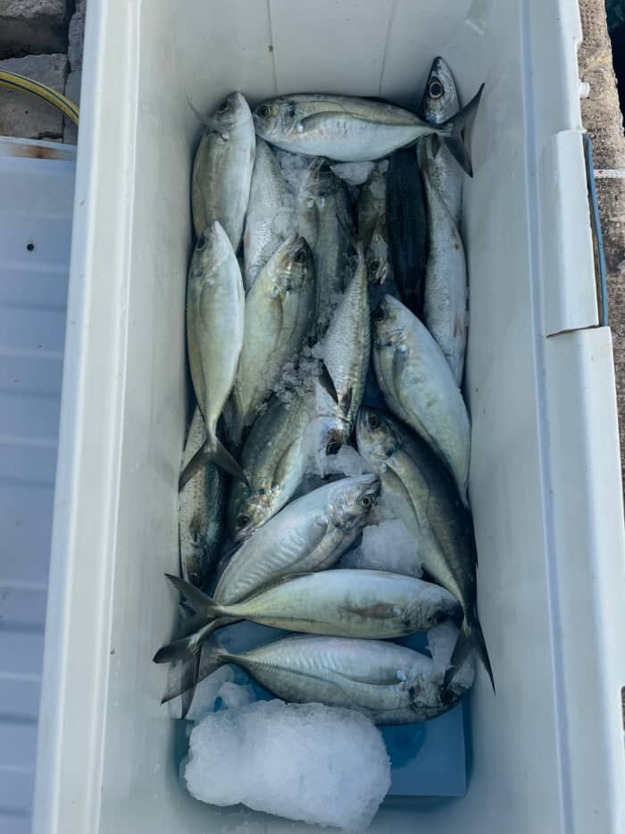Pesca no porto