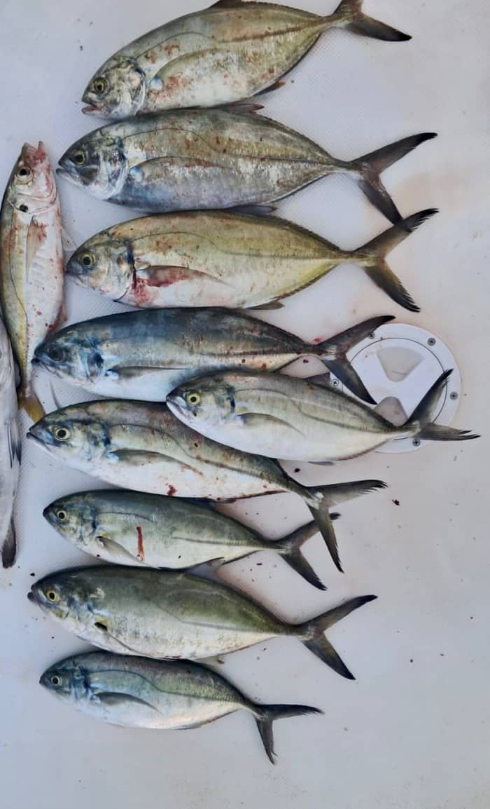 Pesca no porto