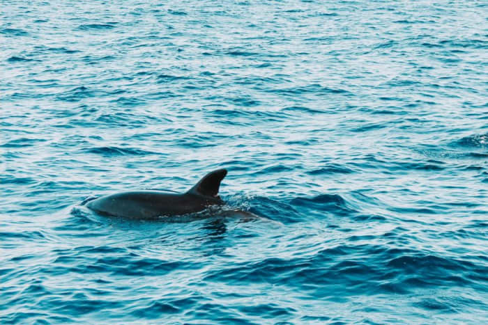 Travesía de Pesca y Avistamiento de Delfines