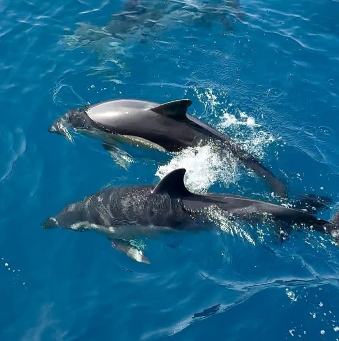 Two hours of pure Mediterranean: swimming, cava and dolphins in Benalmádena
