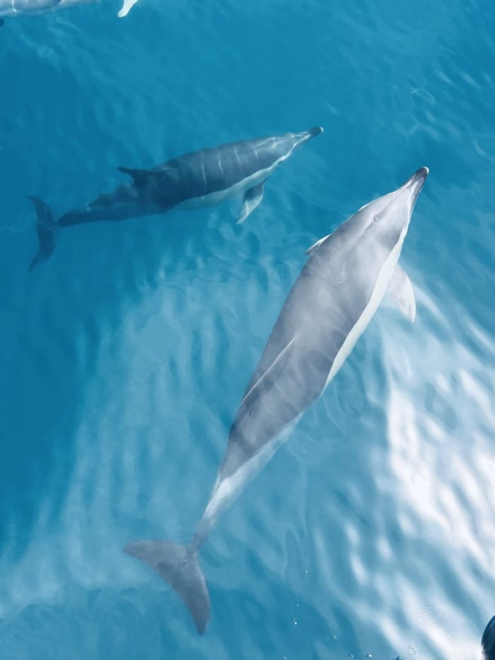 Two hours of pure Mediterranean: swimming, cava and dolphins in Benalmádena