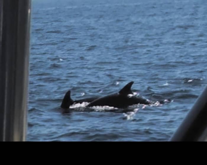 Dolphin Watching and Sunset Tour