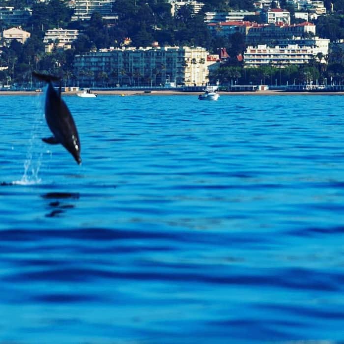 Bootsausflug mit Skipper in Cannes (Selva Marine)