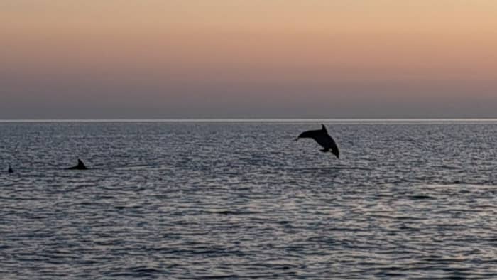 Medulin: Sunset on Speedboat with Dolphins, Lighthouse and Wine
