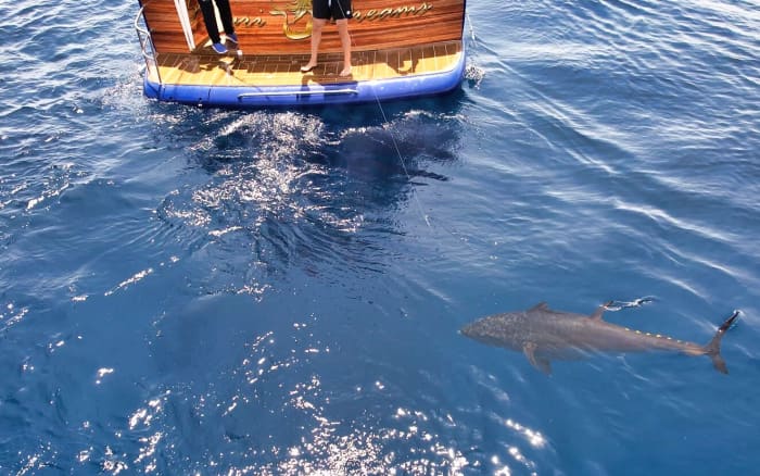 Extreme Fishing Expedition: Giants of the Mediterranean