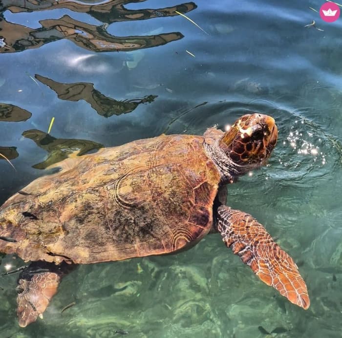 Excursion privée en bateau de 3 heures aux grottes de Keri, aux mizithres et à l'île aux tortues