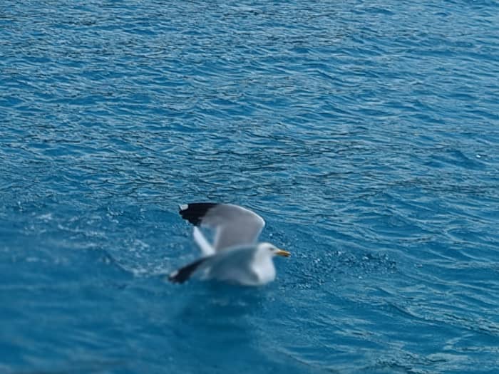 Fun in the Sea --Snorkeling, Swimming & SUP Fun