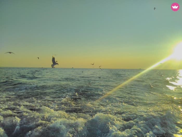 Pula: Private Boat Trip Mediterranea (Sunset With Dolphins)