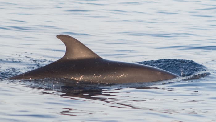 Tour delfines