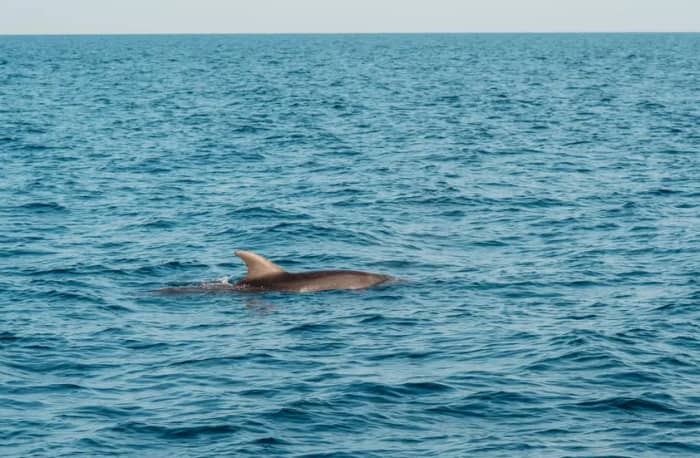 Dolphin watching and cave exploration