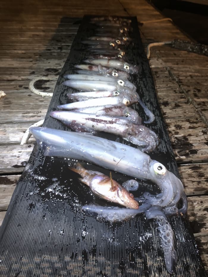 SQUID FISHING IN THE GULF OF CAGLIARI