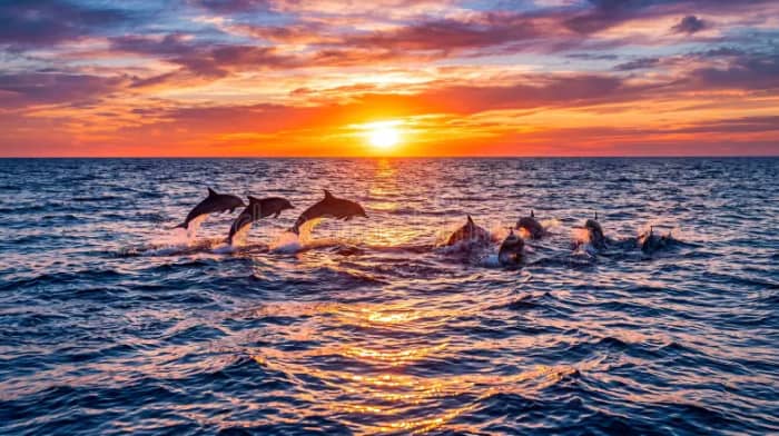 Delfinbeobachtungs-Bootstour bei Sonnenuntergang – Taormina Giardini Naxos