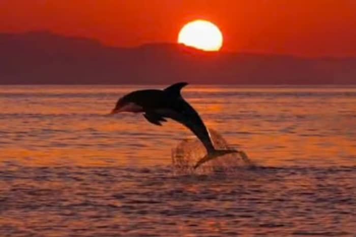 Delfinbeobachtungs-Bootstour bei Sonnenuntergang – Taormina Giardini Naxos