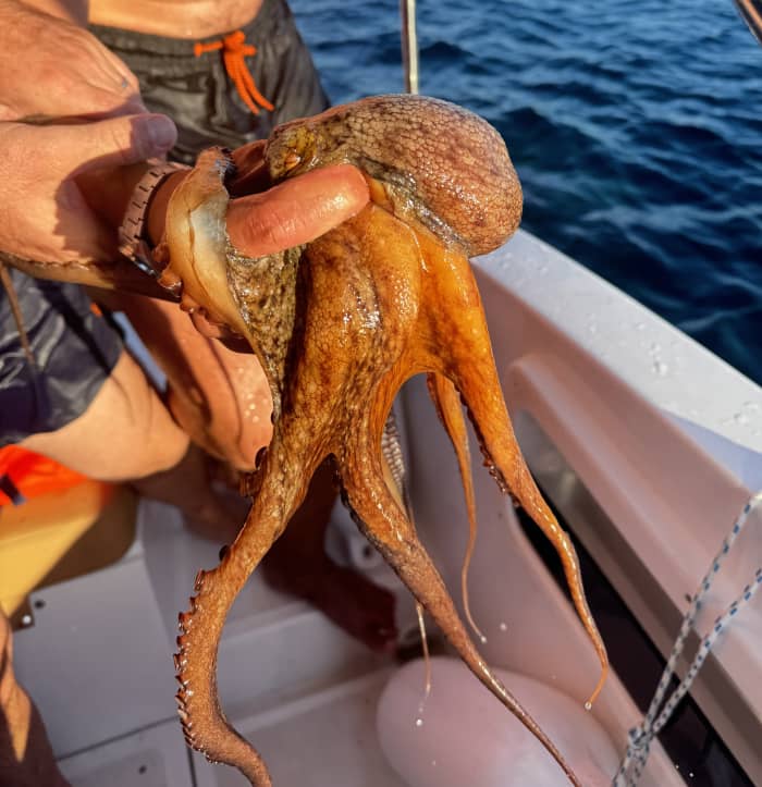 Half or full day among the islands of Trogir on the legendary boat Correct Craft