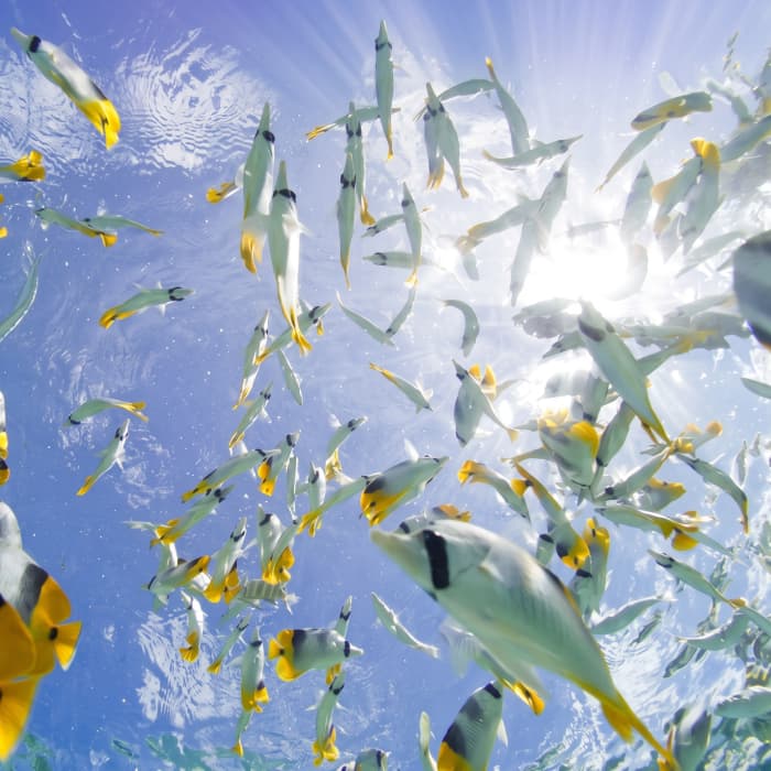 Snorkelen met haaien en roggen en ontdekkingstocht naar de Zwarte Parel in Bora Bora.