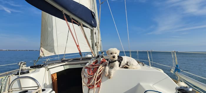 ⛵ Escape Day: sailing on a 12m sailboat in the bay, swimming 🐬